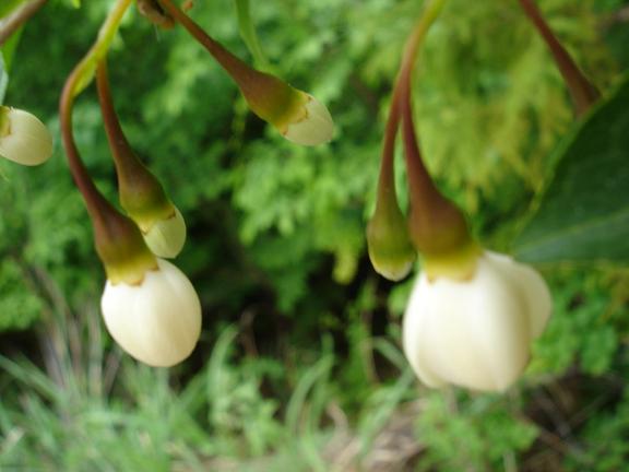 小川町の人と自然　その5　里山の花から見た世界_d0026078_17471721.jpg