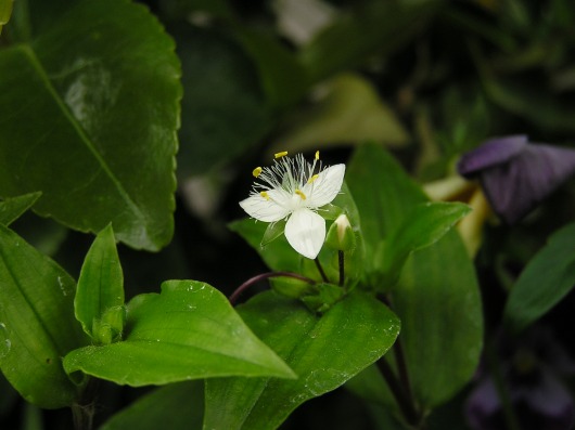 青い薔薇、キンポウゲ、白いゼニアオイ、トキワ露草_a0018655_20163042.jpg