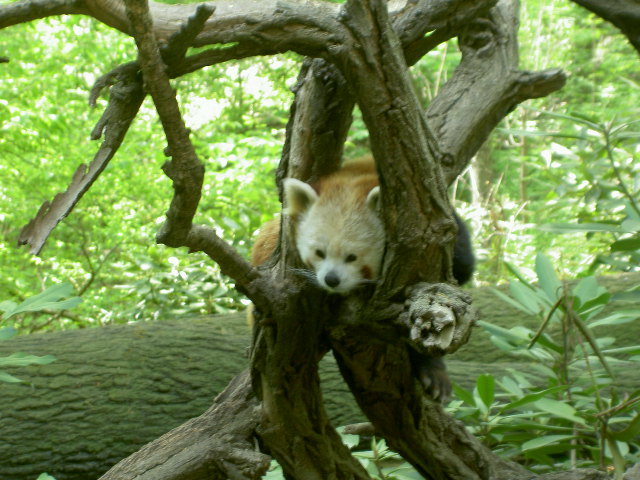 Bronx Zooへ行く_c0046120_4535046.jpg