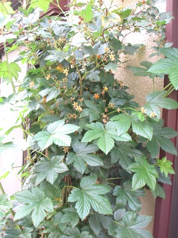 木いちごが色ずき始めて来たのでむふっ!_b0033423_15335929.jpg