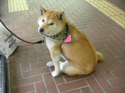 ヤキモチ焼かんといてや。。。_c0049950_2211040.jpg