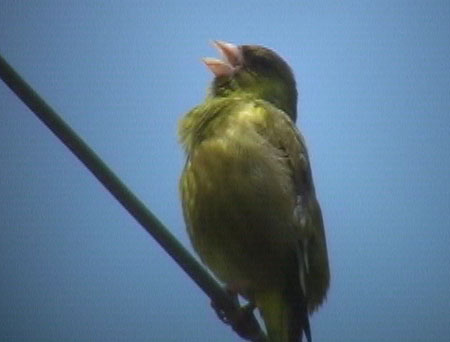 鳴き声 カワラヒワ