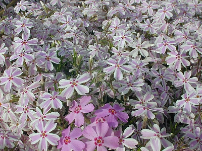 b0021251_14284437.jpg