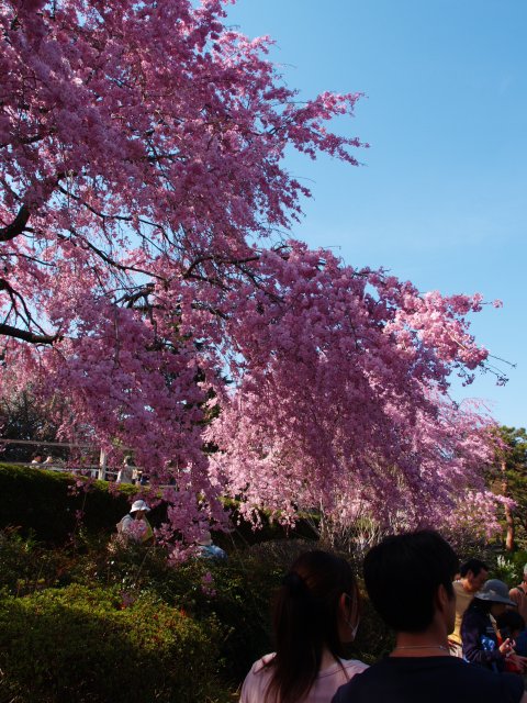 桜萌ゆ　その1_b0069761_22275035.jpg