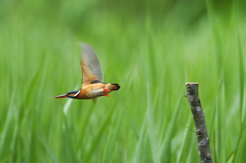 カワセミが飛びます、飛びます、止まります。_b0004398_1043260.jpg