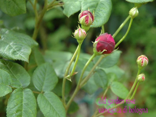 My Ｒｏｓｅ Ｇａｒｄｅｎ へのご招待状-4－_d0030609_22152252.jpg