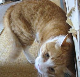 ばいよりん弾き キズモノにされる_b0019333_11544921.jpg