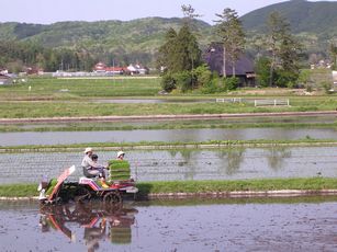 田植え_d0041941_14251888.jpg