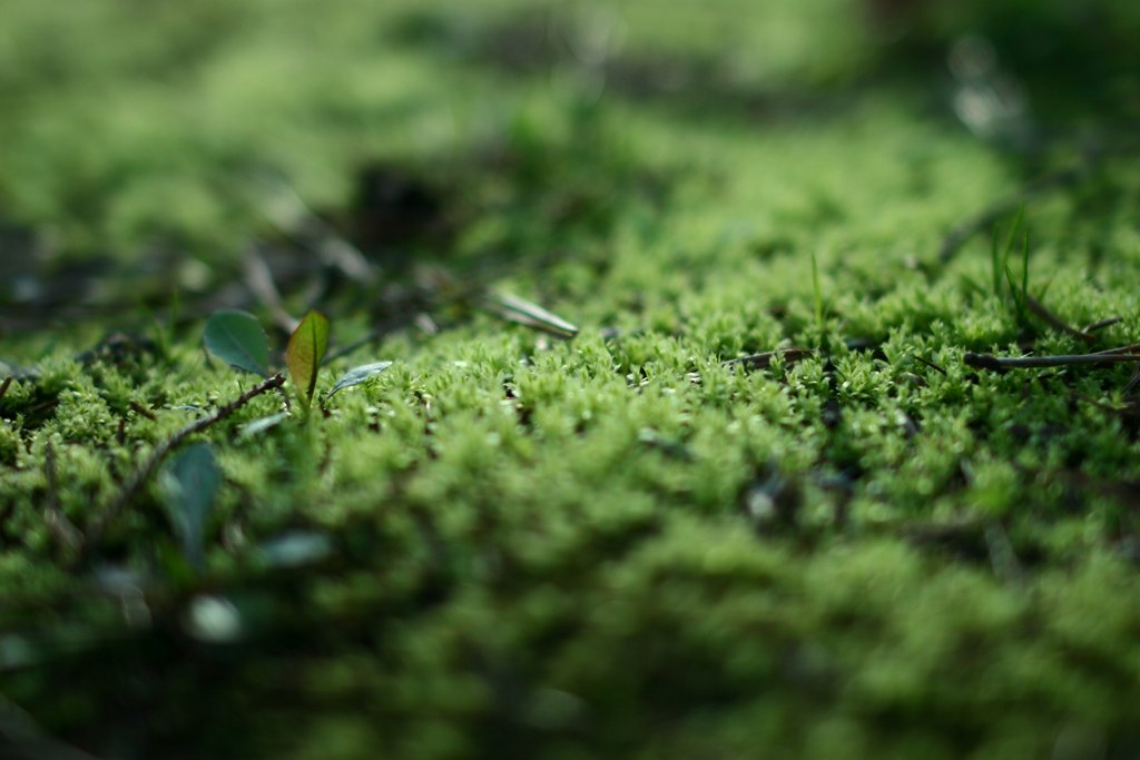 苔の優しさ_d0001745_2102889.jpg