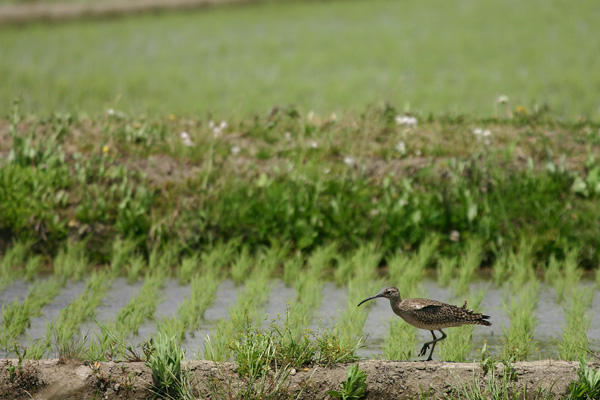 田圃で探鳥_c0024365_22233338.jpg