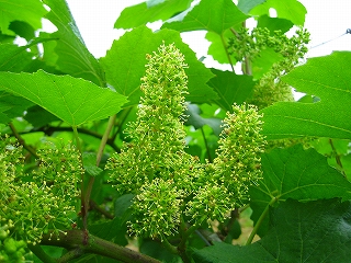 久しぶりの雨の中、シャルドネの開花。_b0066067_16233852.jpg