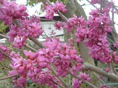 b0067569_11292589.jpg
