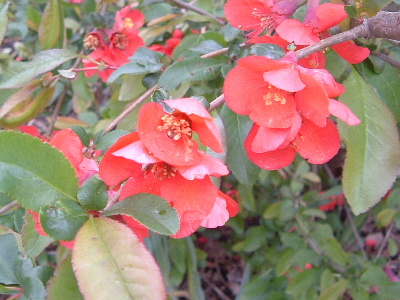 b0067569_11365068.jpg