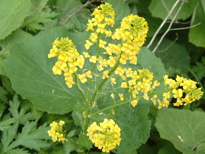 b0067569_11374812.jpg