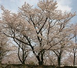 椿の花と閣山公園の桜_d0035174_17501669.jpg