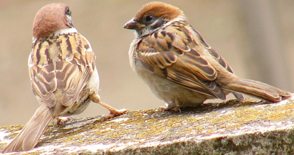 すずめ3羽くらい すずめ スズメ 雀の写真 すずめ3羽くらい すずめ スズメ 雀の写真