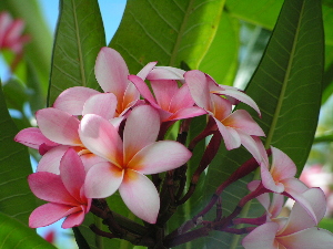 Pink Plumeria　ピンク・プルメリア_d0032693_5155372.jpg