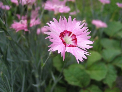 ナデシコの仲間 花のんの散歩みち ナデシコの仲間 花のんの散歩みち