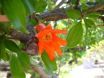 真っ赤なお花_b0049307_2341892.jpg