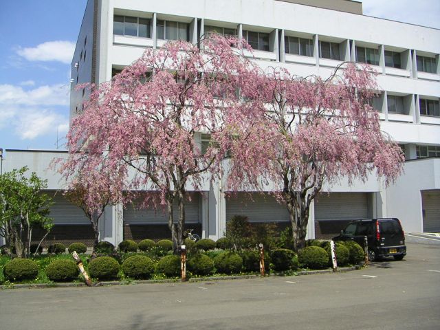 しだれ桜_c0025115_1345626.jpg