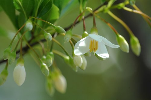 咲いたエゴノキの花_a0029530_85395.jpg