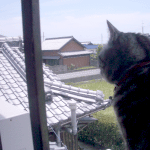 d0000247_1155489.gif