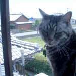 d0000247_1214985.gif