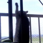d0000247_1243061.gif