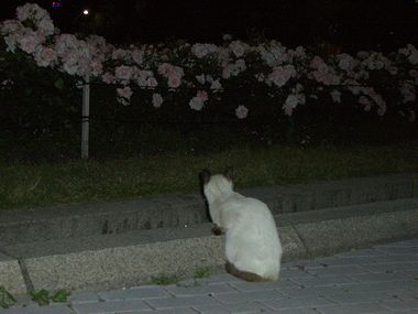 c0024552_24859.jpg