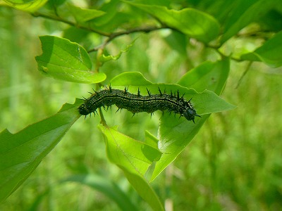 「ヒオドシチョウ」新しい「毛虫クン」はじめまして！_d0019074_15202426.jpg