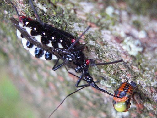 てんとう虫のさなぎが体液を吸われていました 昆虫ブログ むし探検広場