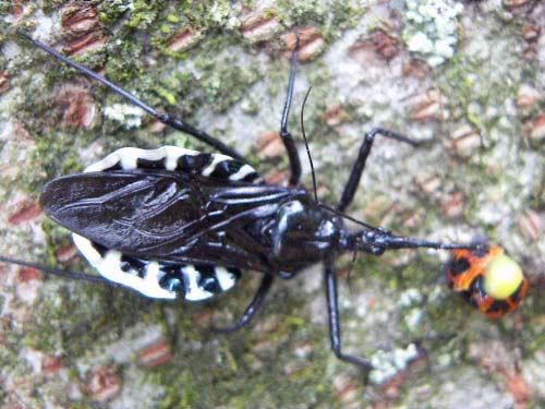昆虫ブログ むし探検広場 昆虫ブログ むし探検広場
