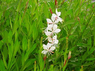 5月22日の花たち_b0068616_725936.jpg