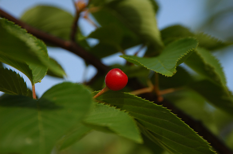 ソメイヨシノ桜の実_a0022358_15565260.jpg