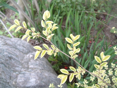 b0067569_18572170.jpg