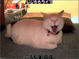 猫笑う_d0002472_0167.jpg