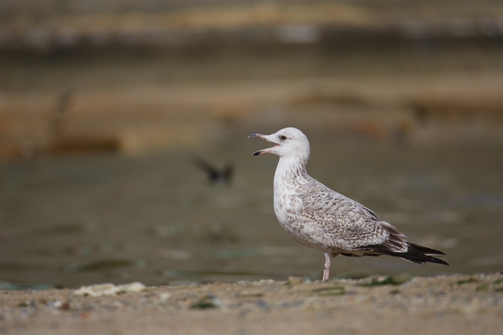 Black-tailed Gull、 Mew Gull  ウミネコ、セグロカモメ_c0034905_10185094.jpg