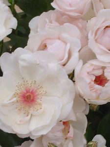 薔薇･薔薇･薔薇_b0020034_2351464.jpg