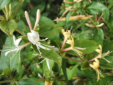 ゆずの花・スイカズラ_c0065744_14305789.jpg