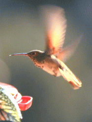 b0035453_14222130.gif