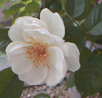 薔薇の名前(2)クラシック音楽演奏家編_b0063958_2003268.jpg