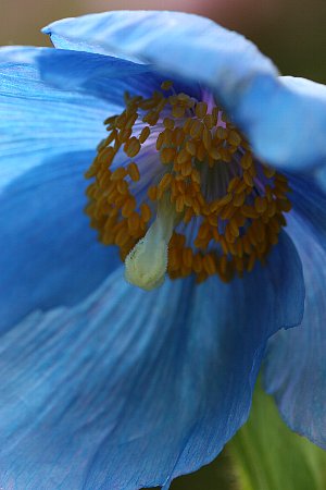 芦ノ湖・野草園にて（５月２１日）_c0057265_7305219.jpg