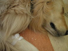 狂犬病の予防接種と_b0016474_23143636.jpg