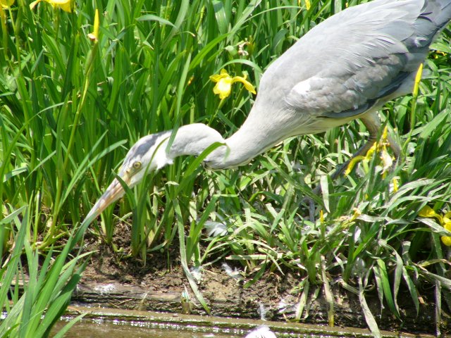 散歩で出合った野鳥－６_d0056382_213664.jpg