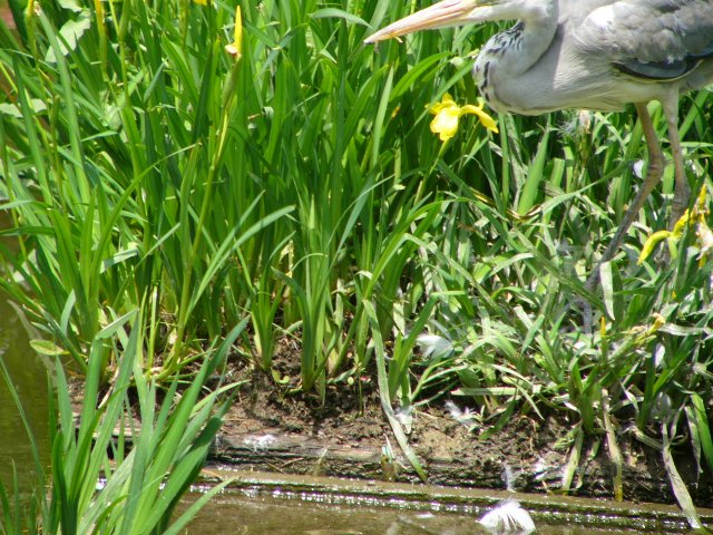 散歩で出合った野鳥－６_d0056382_21385715.jpg