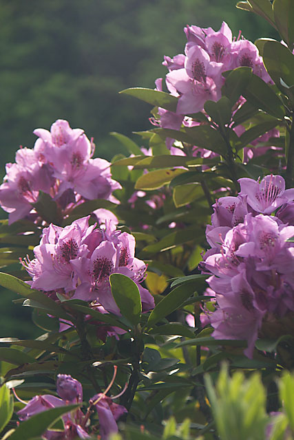 神代植物園の花々_b0010915_21581031.jpg