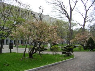 新緑のイチョウ並木_c0025115_1214163.jpg