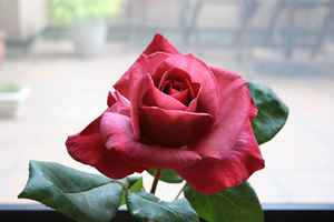 d0015919_10453136.jpg