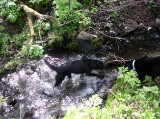 仲間と行く犬連れ群馬旅行　３_c0061923_2029656.jpg