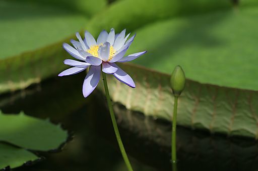 琵琶湖オフ会-２　・・・水生植物園_a0030149_14384873.jpg